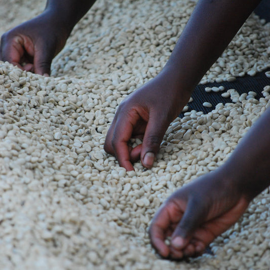 Rwanda 〉Kinini Village Cooperative Lot