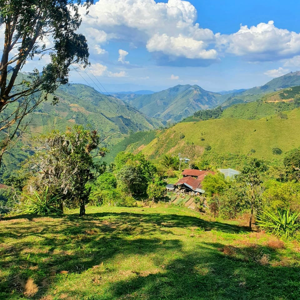 Colombia〉 Finca los Andes Pink Bourbon